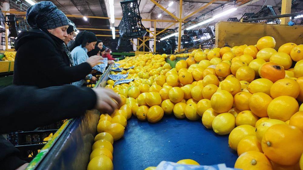 Limon şampiyon oldu